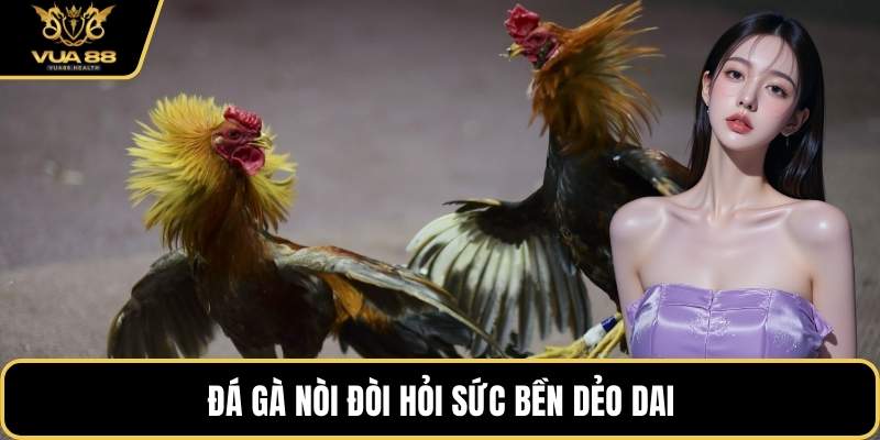 Đá gà nòi đòi hỏi sức bền dẻo dai