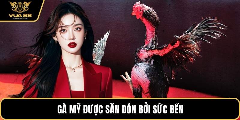 Gà Mỹ được săn đón bởi sức bền