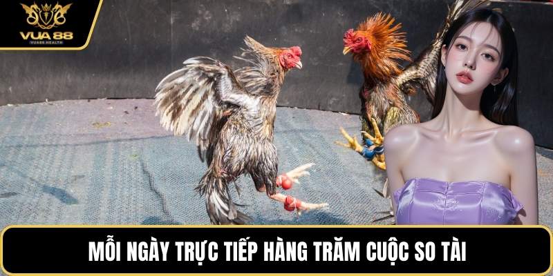 Mỗi ngày trực tiếp hàng trăm cuộc so tài