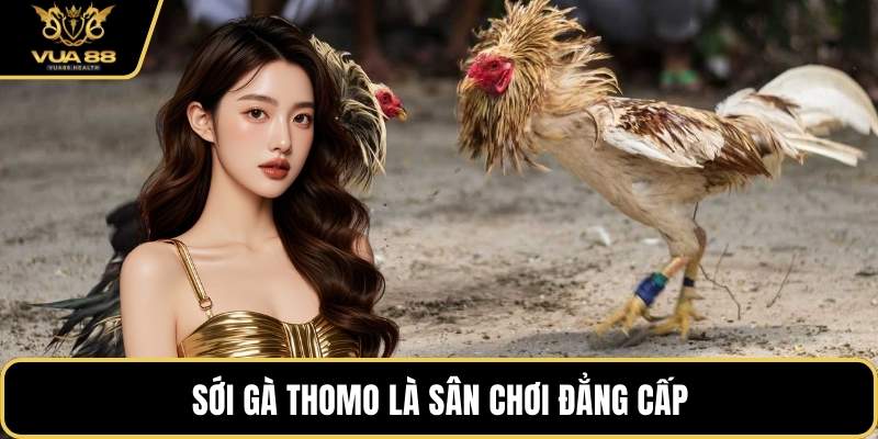 Sới gà Thomo là sân chơi đẳng cấp