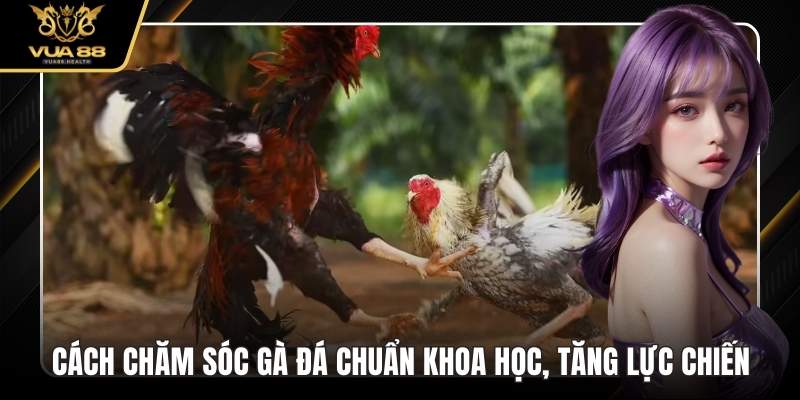 Cách Chăm Sóc Gà Đá Chuẩn Khoa Học, Tăng Lực Chiến